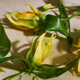 Tam Ylang Ylang Eau de Parfum