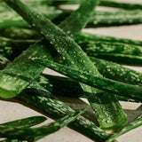 Aloe Bakım Veren Roll-on Deodorant